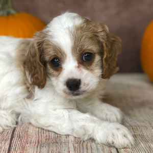 Cavapoo Puppy Delilah