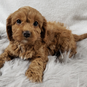Cavapoo Puppy Bri