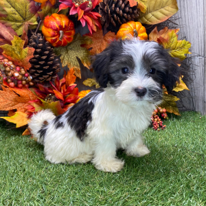 Havanese Puppy Abby