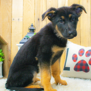 German Shepherd Dog Puppy Ash