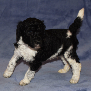 Poodle Puppy Scout
