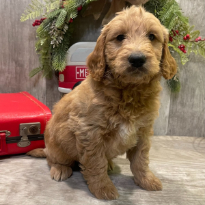 Goldendoodle Puppy Marsh