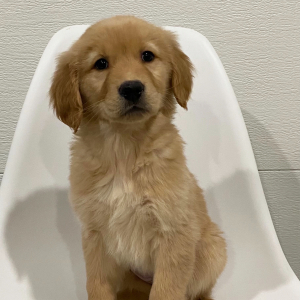 Golden Retriever Puppy Ginger