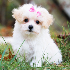 Maltipoo Puppy Arianna