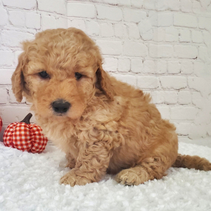 Goldendoodle Puppy Sparky