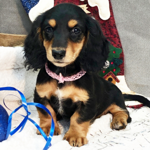 Dachshund Puppy Bree