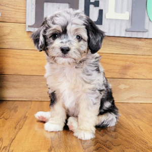 Aussiedoodle Puppy Dash