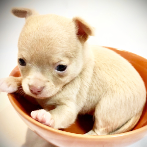 Chihuahua Puppy Lil Lila