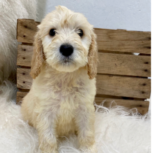 Springerdoodle Puppy Dina