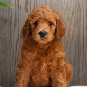 Goldendoodle Puppy Wilmer