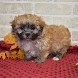 Mal-Shi Puppy Buddy