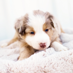 Miniature American Shepherd Puppy Dakota