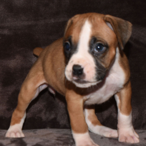 Boxer Puppy Diva