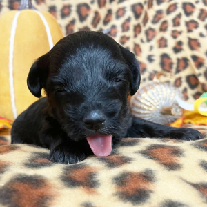 Yorkiepoo Puppy Willy