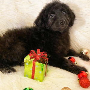 Sheepadoodle Puppy Bonnie