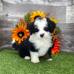 Bernedoodle Puppy Kelly