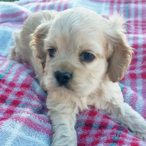 Cocker Spaniel Puppy Millie