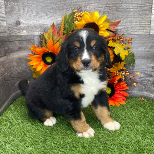 Bernese Mountain Dog Puppy Baxter