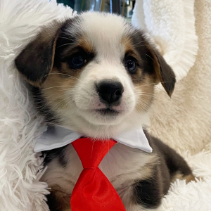 Pembroke Welsh Corgi Puppy Reese