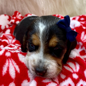 Beagle Puppy Lina