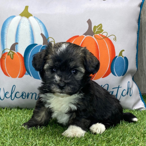 Havanese Puppy Sparkle