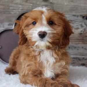 Cockapoo Puppy Ryder