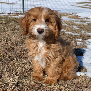 Cockapoo Puppy Ryder