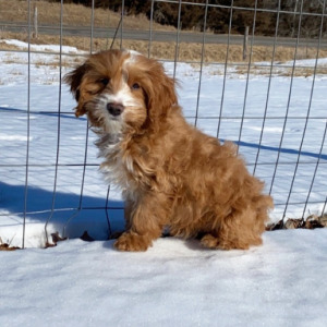 Cockapoo Puppy Ryder