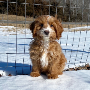 Cockapoo Puppy Ryder
