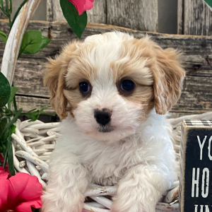 Cavachon Puppy Tempest