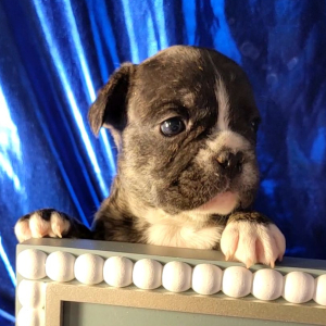 French Bulldog Puppy Simmions
