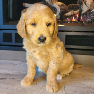 Goldendoodle Puppy Paisley