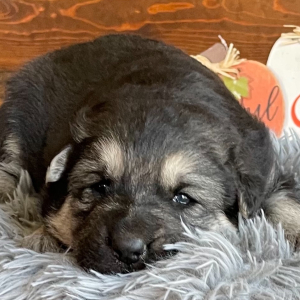 German Shepherd Dog Puppy Karol
