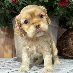 Cocker Spaniel Puppy Sara