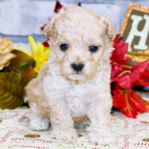 Poodle Puppy Noki
