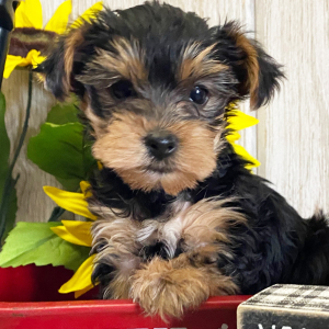 Yorkshire Terrier Puppy Prince