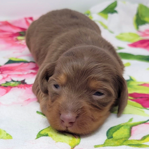 Dachshund Puppy Truly