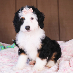 Bernedoodle Puppy Evalyn