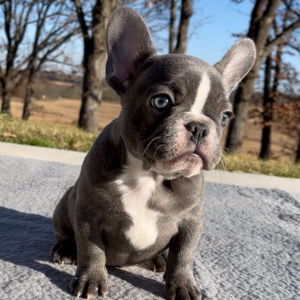 French Bulldog Puppy Blueberry