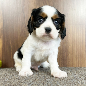 Cavalier King Charles Spaniel Puppy Sammy