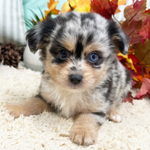 Aussiedoodle Puppy Finley