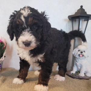 Bernedoodle Puppy Cole