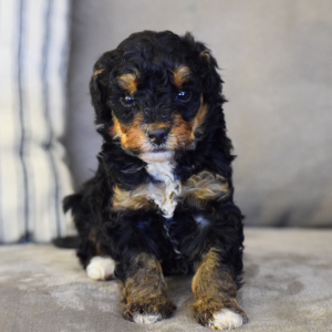 Bernedoodle Puppy Indy