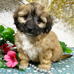 Cavapoo Puppy Wanda