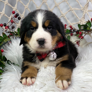 Bernese Mountain Dog Puppy Lila