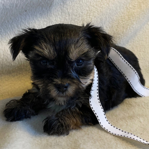 Yorkshire Terrier Puppy Casey
