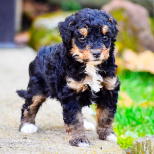 Bernedoodle Puppy Hadley