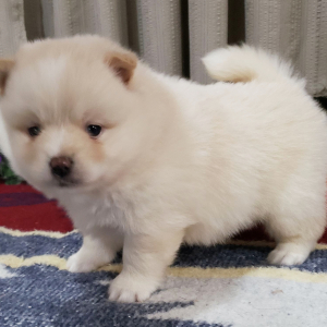 Pomsky Puppy Princess