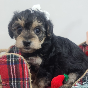 Yorkiepoo Puppy Clarice