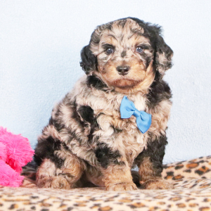 Bernedoodle Puppy Arnold